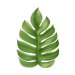 Feuille de palmiers